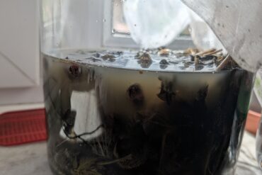 Herbatka ziołowa z rumianku, melisy i pokrzywy z miodem 🍯🌿